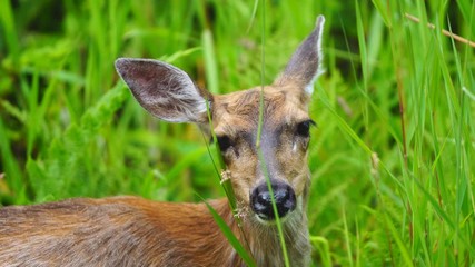 sitka black-tailed deer (odocoileus hemionus sitkensis) or sitka deer, is a subspecies of mule deer 