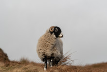 Sheep Standing On Ilkley Moor