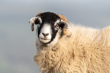 Head Portrait Of A Sheep On Ilkley Moor