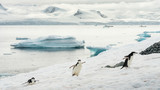 Fototapeta Zwierzęta - three penguins run by ice hill
