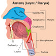 Human Larynx and Internal Pharynx Anatomy Head Illustration, Close. Ideal for training materials and medical education