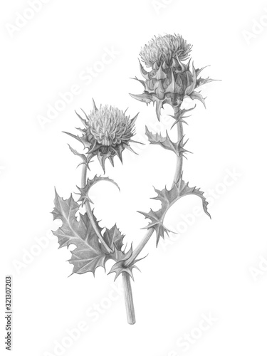 Milk Thistle Hand Drawn Pencil Illustration Isolated On White With