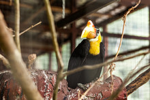 BORNEO, MALAYSIA - SEPTEMBER 6, 2014: Hornbill In The Cage