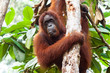 BORNEO, MALAYSIA - SEPTEMBER 6, 2014: Close-up portrait of bornean orangutan