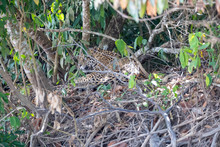 Ein Jaguar Männchen Liegt Versteckt Zwischen Astwerk In Der Seitenansicht