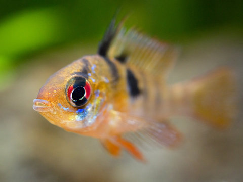 macro close up of a ram cichlid (Mikrogeophagus ramirezi) in a fish tank