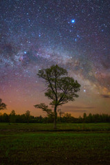 Wall Mural - oak under stars