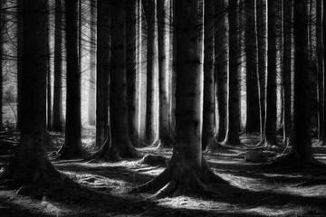 mysterious black forest with dramatic light