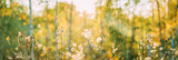 Dry Flowers Of Conyza Sumatrensis. Guernsey Fleabane, Fleabane, Tall Fleabane, Broad-leaved Fleabane, White Horseweed, And Sumatran Fleabane. Close Up Autumn Grass And Flowers In Sunset Sunrise