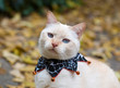 © ellenmck - Domestic cat (Siamese mix) in a Halloween collar
