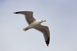 Fototapeta Sawanna - seagull in flight