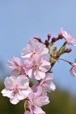 Fototapeta Storczyk - さくら、にほんの桜