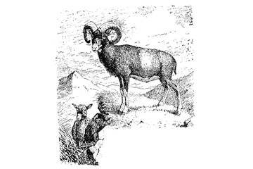 Wall Mural -  Mouflon - Vintage Engraved Illustration 1889