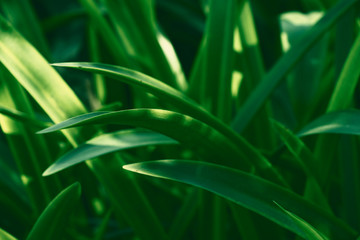  Tropical leaves, abstract green leaves texture, nature background for wallpaper