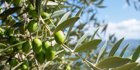 Wall Mural - Olive tree against blue sea and sky, Shodoshima Island in Kagawa, Japan　オリーブの木と瀬戸内海 香川県・小豆島