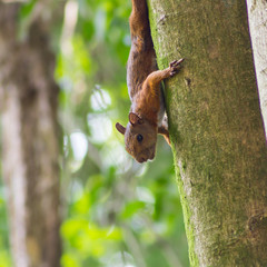 squirrel on a tree