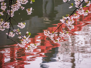 Wall Mural - Sakura　弘前公園