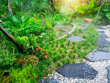 Free Form Pattern Of Black Stone Walkway And White Gravel In A Tropical Backyard Garden, Greenery Fern Epiphyte Plant, Shrub And Bush, Good Care Maintenance Landscaping Watering By Fogy Springer