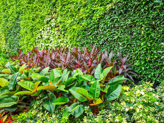 Greenery vertical garden wall of green leaves and red colorful plant with a good maintenance landscape in a park, natural background from nature image