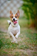 Jack Russell Terrier Dog Running And Jumping In The Backyard.