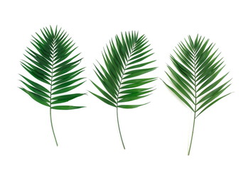 Canvas Print - tropical green palm leaves , branches pattern frame on a white background . top view.copy space.abstract.