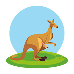 Poster - cute australian kangaroo with background landscape