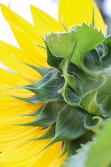 Canvas Print - ฺThe big Common sunflower  in garden