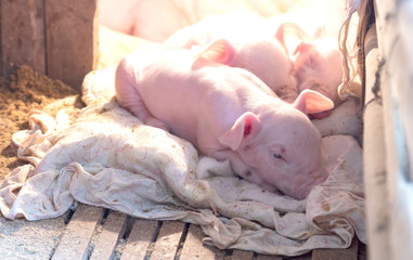 Wall Mural - Little pigs at farm waiting for food. Shallow depth of field. and sucking milk