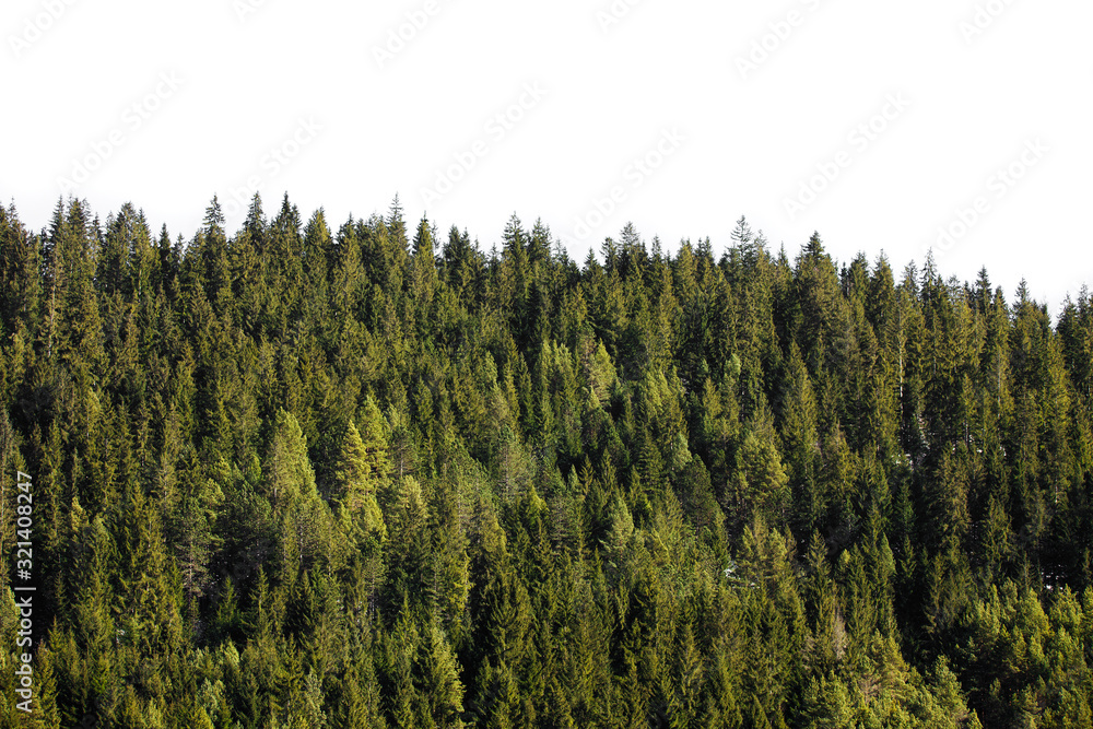 green forest with pine trees isolated on white background Stock Photo ...