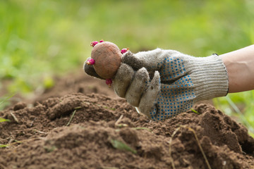 Wall Mural - seed potatoes is in the hand of the gardener