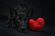 Czarny owczarek niemiecki z czerwonym pluszowym sercem na czarnym tle, Walentynki