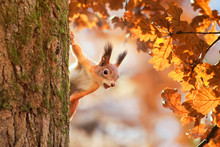 Cute Portrait With A Beautiful Fluffy Red Squirrel Peeking Out From Behind The Trunk Of An Oak With Bright Golden Foliage In A Sunny Autumn Park
