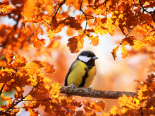 Cute Portrait With A Beautiful Bird Tit Sitting In An Autumn Sunny Garden Surrounded By Golden Oak Leaves