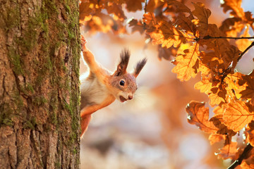 cute portrait with a beautiful fluffy red squirrel peeking out from behind the trunk of an oak with bright Golden foliage in a Sunny autumn Park