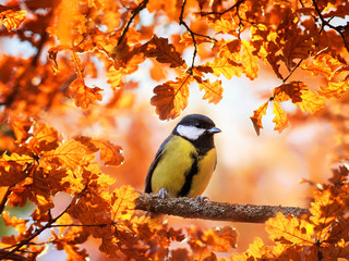 Wall Mural - cute portrait with a beautiful bird tit sitting in an autumn Sunny garden surrounded by Golden oak leaves