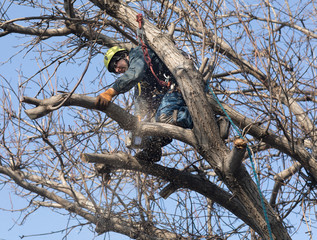 Wall Mural - arborist cuts branches with a chainsaw on a tree