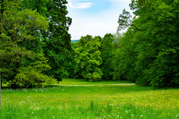 Meadow with green grass and trees in Zamecky Park in Hluboka Castle (Hluboka nad Vltavou, Czech Republic) during spring season