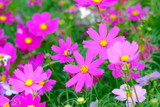 Fototapeta Kosmos - flowers in garden