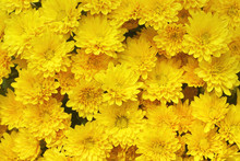 Beautiful Dandelion Background, Yellow Flowers Is Blooming In The Garden.
