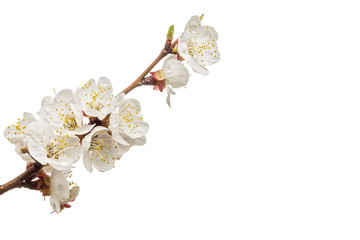 Fotomurales - blossoming apricot branch isolated on white background
