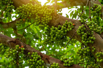 Wall Mural - cluster fig (ficus racemosa) in tropical forest. bottom view of green tree in tropical forest. close