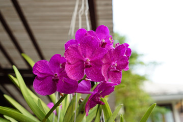 Wall Mural - Close up of the beautiful violet orchid flower hanging on the house patio