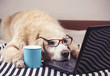 © Phuttharak - golden retriever dog wearing eye glasses  lying down with computer laptop and blue cup of coffee.