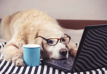  Golden Retriever Dog Wearing Eye Glasses  Lying Down With Computer Laptop And Blue Cup Of Coffee.