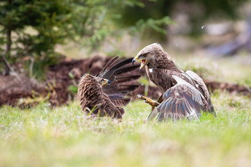 Wall Mural - Lesser spotted eagles, clanga pomarina, fighting in a duel against each other on a meadow in summertime. Two raptor birds with dark feathers interacting in aggressive way.