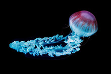Giant Jellyfish Swimming In Dark Water.
