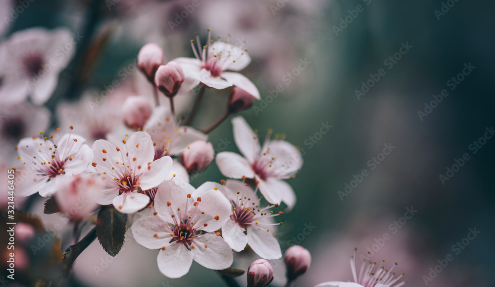 Closeup of spring blossom flower on dark bokeh background. - obrazy, fototapety, plakaty 