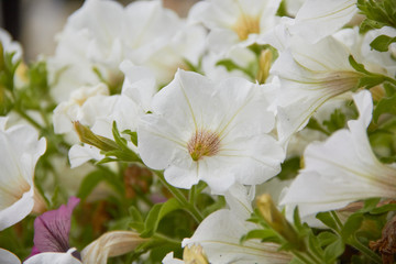 Wall Mural - colourful petunia Petunia hybrida flowers Flowerbed with multicoloured petunias