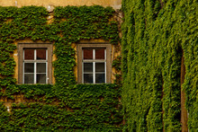The Stone Wall And High Windows Are Completely Overgrown With Bright Green Wild Vine And Ivy. The Stone Wall Is Covered With Green Ivy. Texture, Background For Postcards Or Advertising.