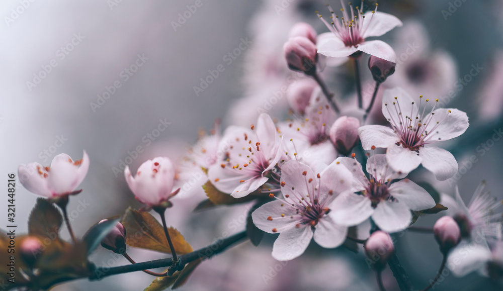 Closeup of spring blossom flower on dark bokeh background. Macro cherry blossom tree branch - obrazy, fototapety, plakaty 